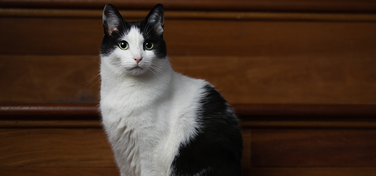 Professional Photographer A black and white cat sits on wooden steps, looking directly at the camera with alert green eyes—a perfect example of pet photography. The simple brown background from the wood keeps the focus on this striking feline headshot. www.maranonimagery.com